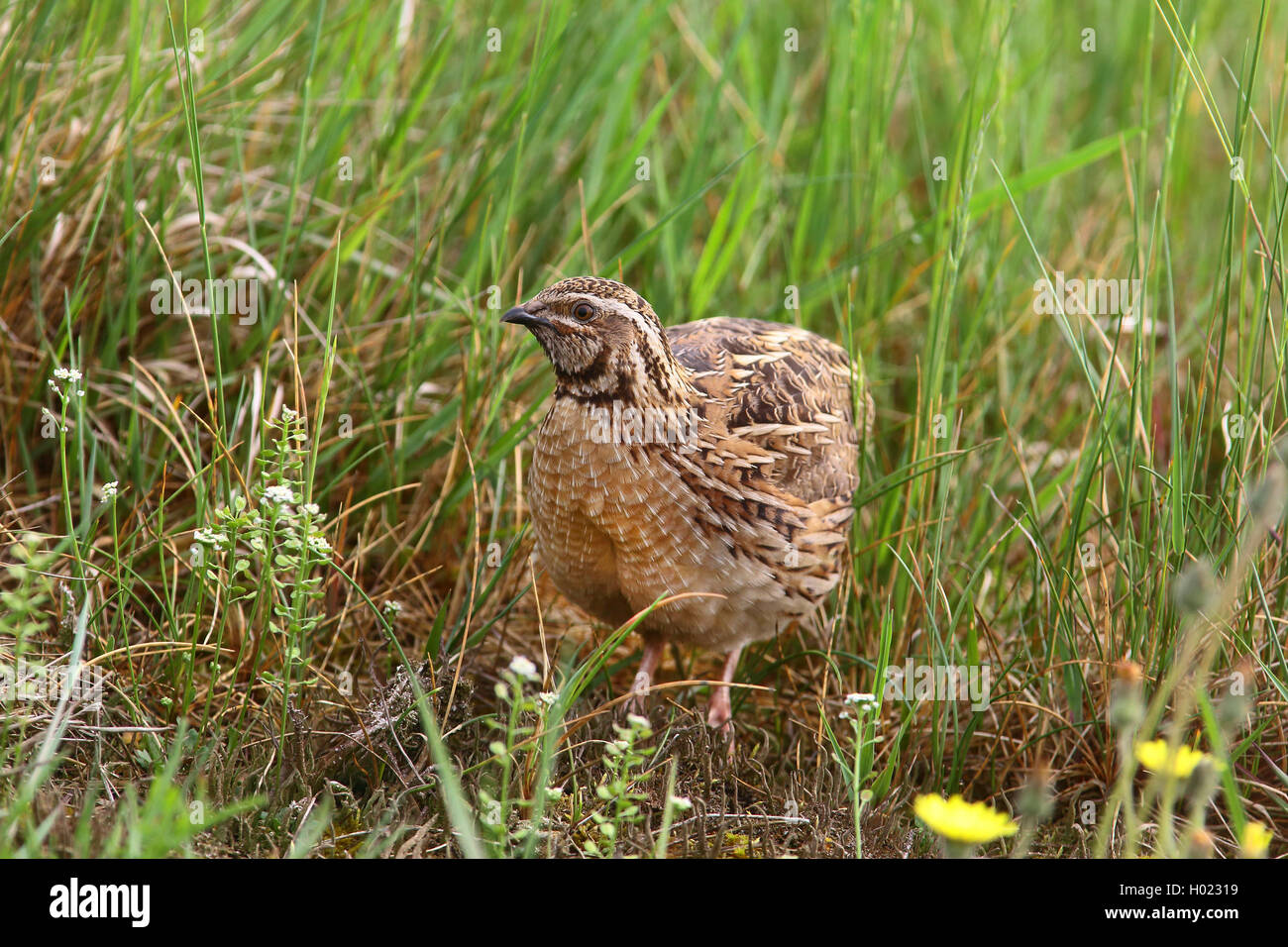 common quail (Coturnix coturnix), sitting in a meadow, Germany Stock ...