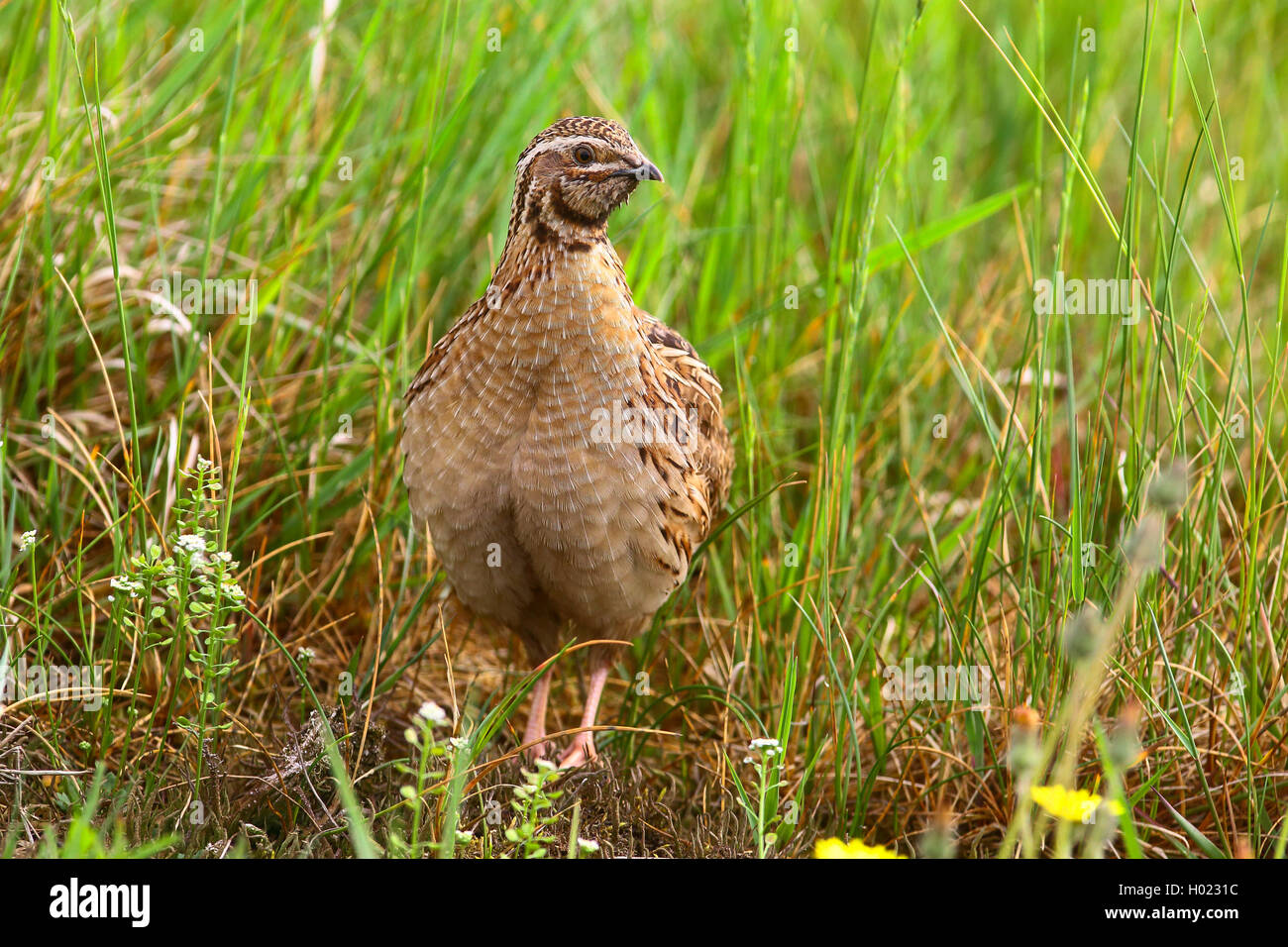 common quail (Coturnix coturnix), sitting in a meadow looking around ...