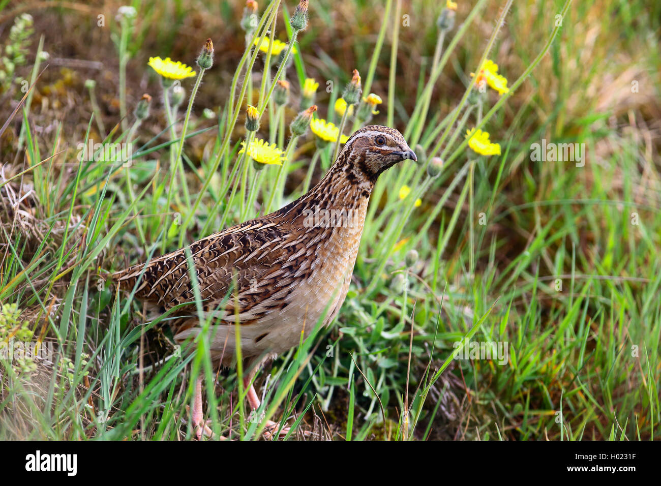 common quail (Coturnix coturnix), sitting in a meadow, Germany Stock ...
