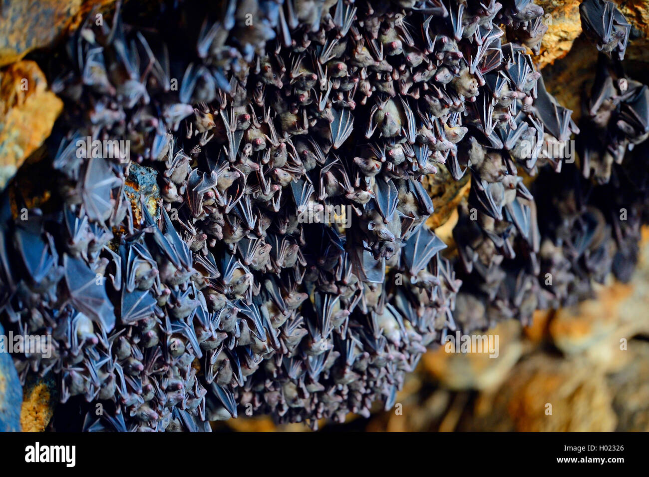 hundreds of bats in a cave directly above the altar of the bat temple Goa Lawah, Indonesia, Bali Stock Photo