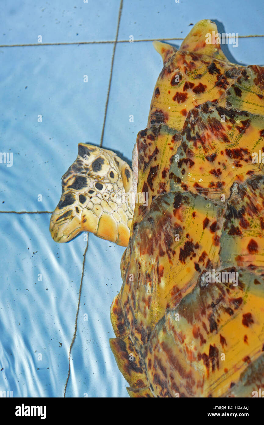 Turtle shell top view hi-res stock photography and images - Alamy