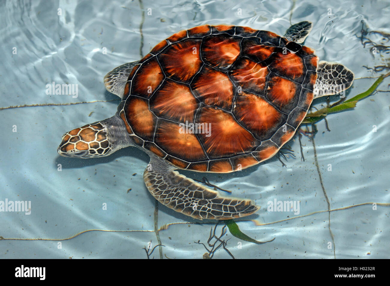 Olive ridley, Pacific ridley turtle, Olive ridley sea turtle, Pacific ...