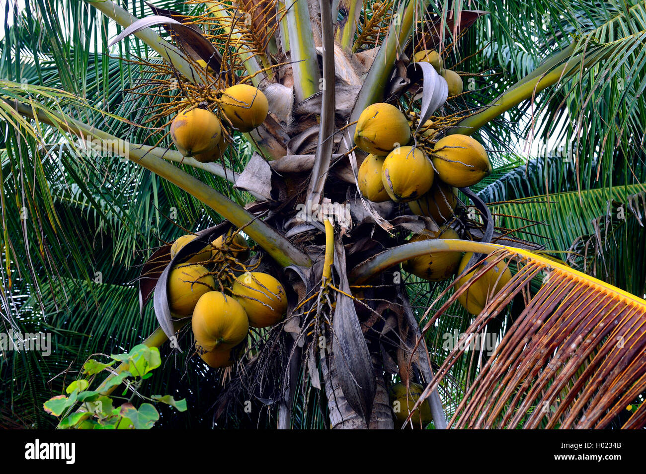 coconut palm (Cocos nucifera), coconuts on a tree, Indonesia, Bali