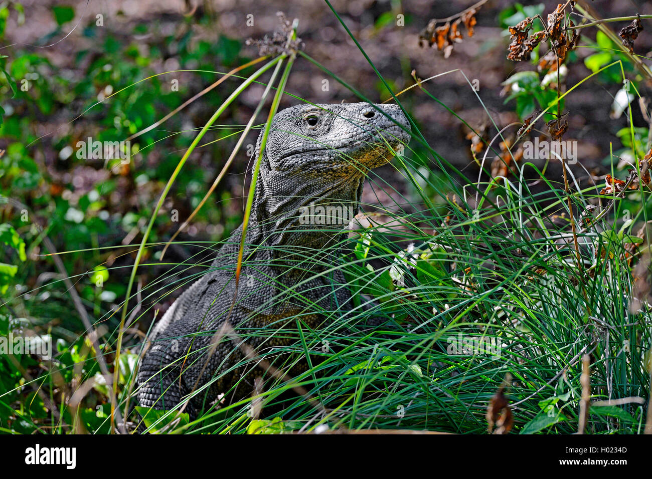 Komodo-Waran, Komodo Waran, Komodowaran (Varanus komodoensis), im Grasland getarnt, Seitenansicht, Indonesien, Rinca, Komodo Nat Stock Photo