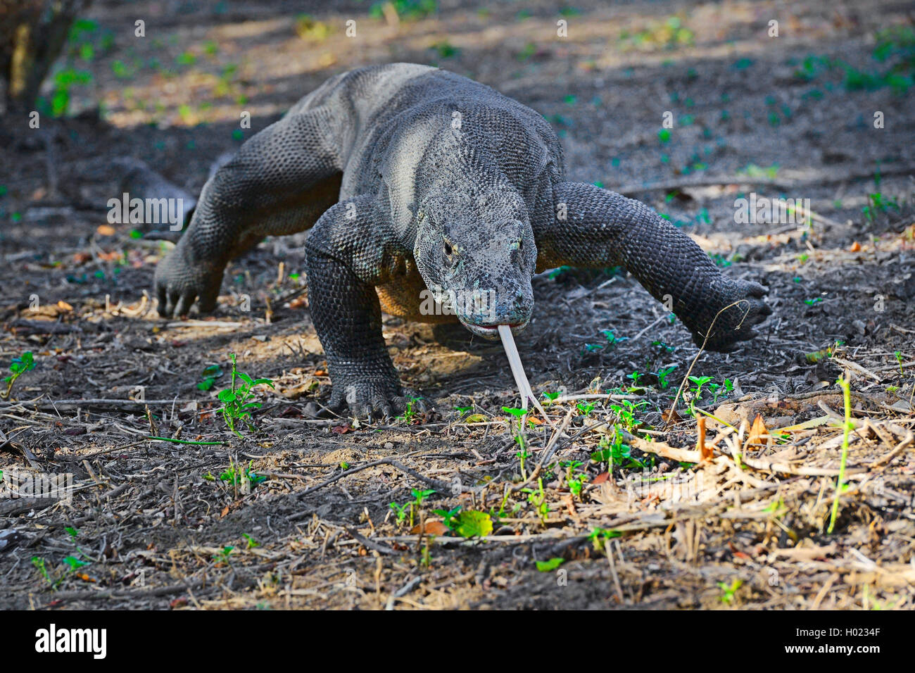 Komodo-Waran, Komodo Waran, Komodowaran (Varanus komodoensis), laufend, Vorderansicht, Indonesien, Rinca, Komodo Nationalpark |  Stock Photo