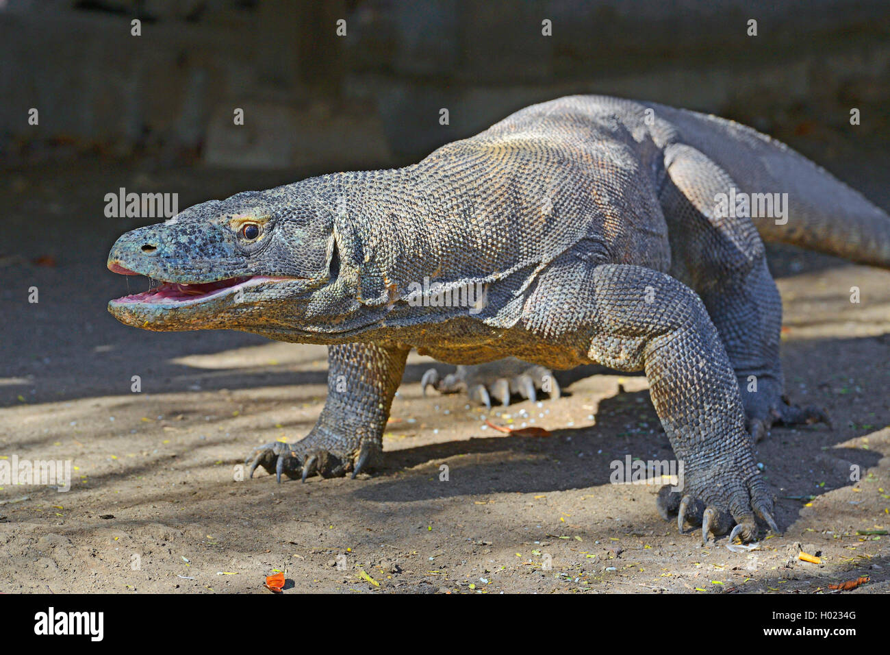 Komodo-Waran, Komodo Waran, Komodowaran (Varanus komodoensis), steht auf dem Boden, Indonesien, Rinca, Komodo Nationalpark | Kom Stock Photo