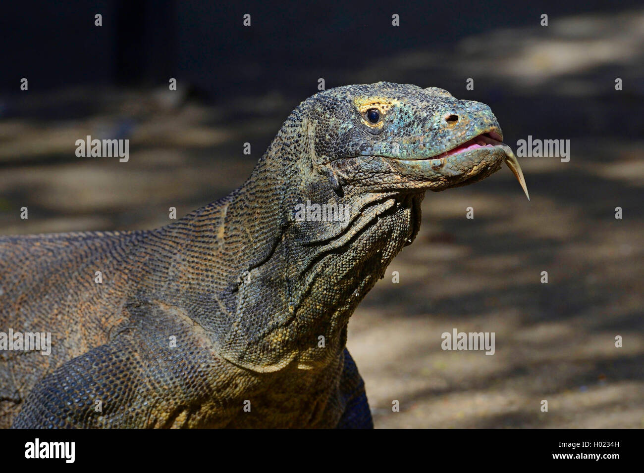 Komodo-Waran, Komodo Waran, Komodowaran (Varanus komodoensis), Portraet mit heraushaengender Zunge, Seitenansicht, Indonesien, R Stock Photo