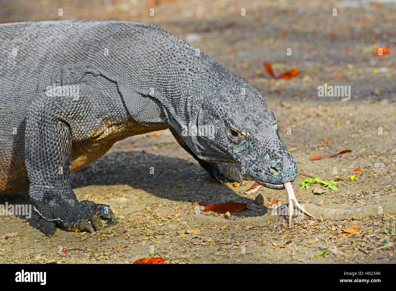 Komodo-Waran, Komodo Waran, Komodowaran (Varanus komodoensis), zuengelnd, Seitenansicht, Indonesien, Rinca, Komodo Nationalpark  Stock Photo