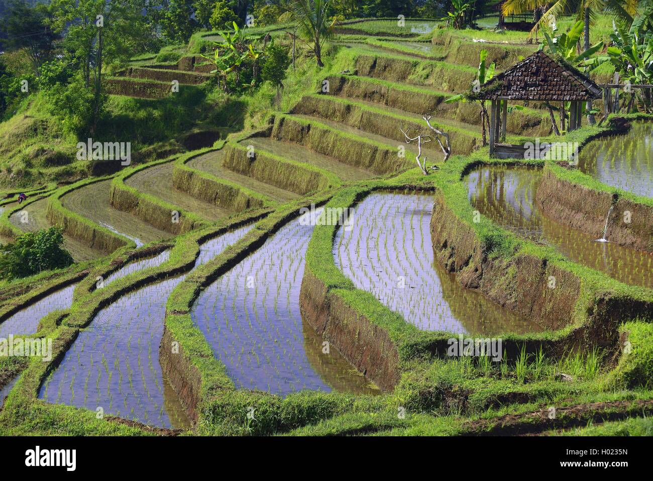 rice fields at Jatiluwih, Indonesia, Bali Stock Photo