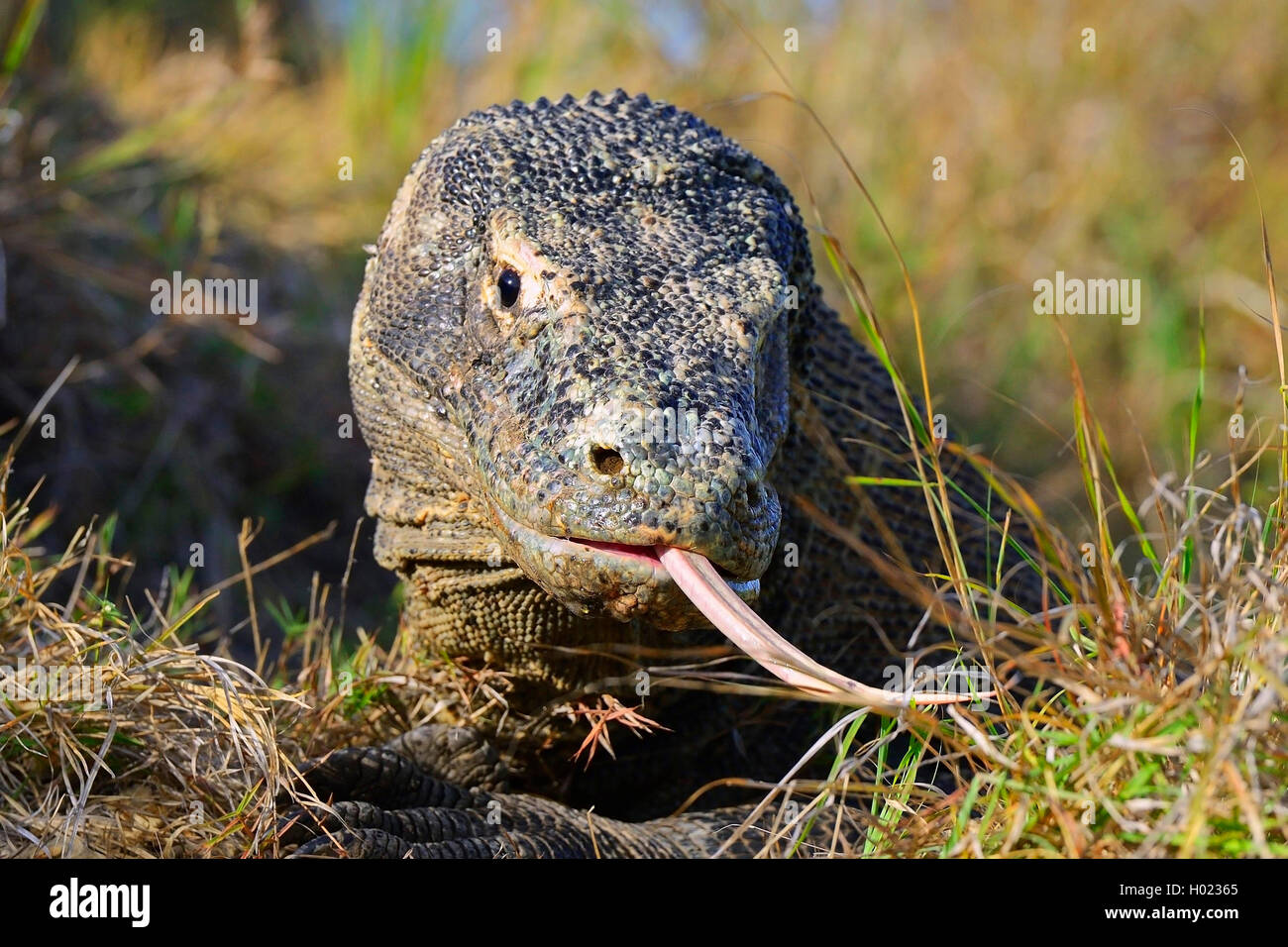 Komodo-Waran, Komodo Waran, Komodowaran (Varanus komodoensis), zuengelnd, Vorderansicht, Indonesien, Rinca, Komodo Nationalpark  Stock Photo