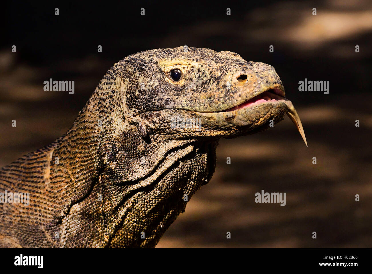 Komodo-Waran, Komodo Waran, Komodowaran (Varanus komodoensis), Portraet mit heraushaengender Zunge, Seitenansicht, Indonesien, R Stock Photo