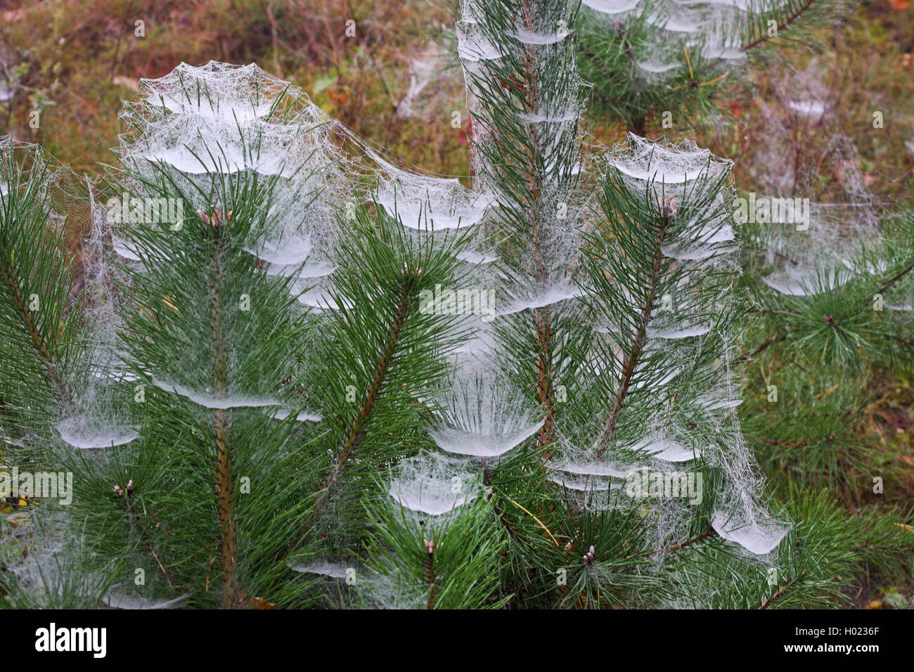 Baldachinspinne, Baldachin-Spinne, Frontinellina frutetorum (Frontinellina frutetorum, Frontinella frutetorum, Linyphia frutetor Stock Photo