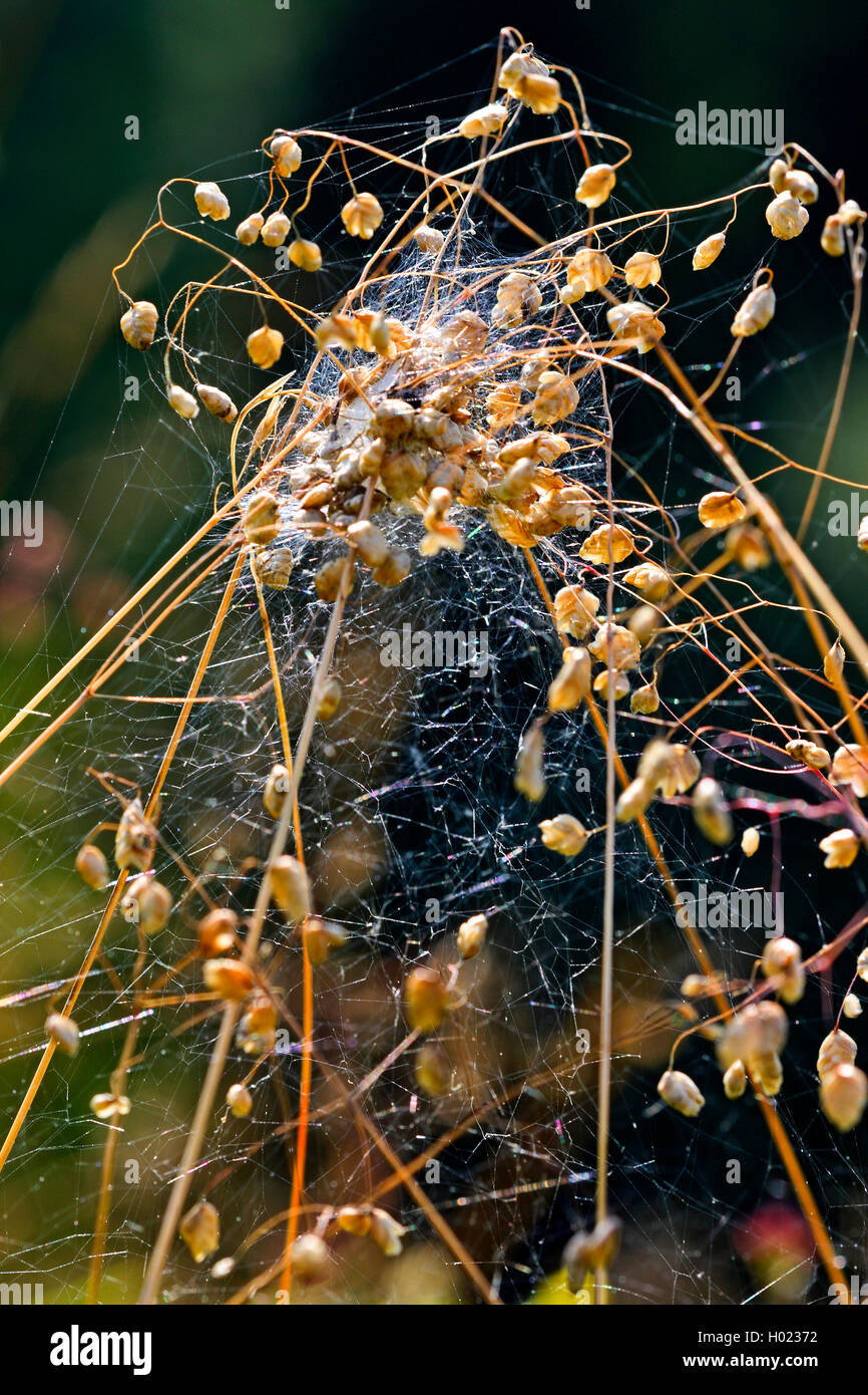 Braune Kugelspinne, Braunweisse Kugelspinne (Theridion impressum, Phylloneta impressa), Netz im Zittergras, Deutschland | Comb-f Stock Photo