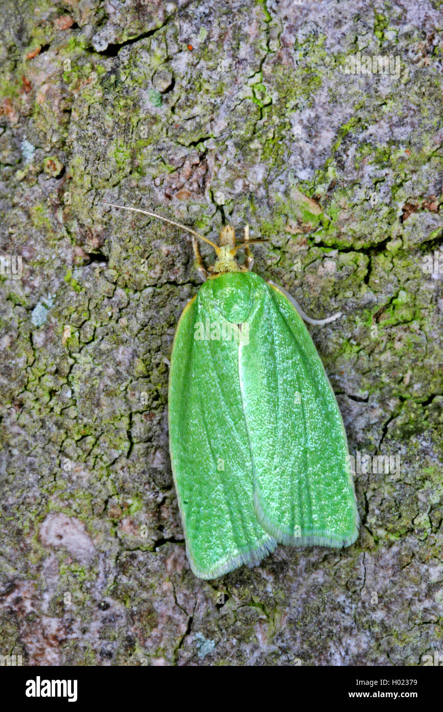 pea-green oak curl, green oak tortrix, oak leafroller, green oak roller, oak tortrix (Tortrix viridana), on mossy bark, Germany Stock Photo