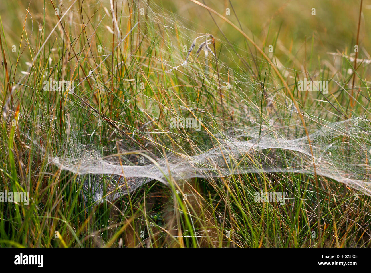 Labyrinthspinne, Labyrinth-Spinne (Agelena labyrinthica), Netz auf einer Wiese, Deutschland | grass funnel-weaver, maze spider ( Stock Photo