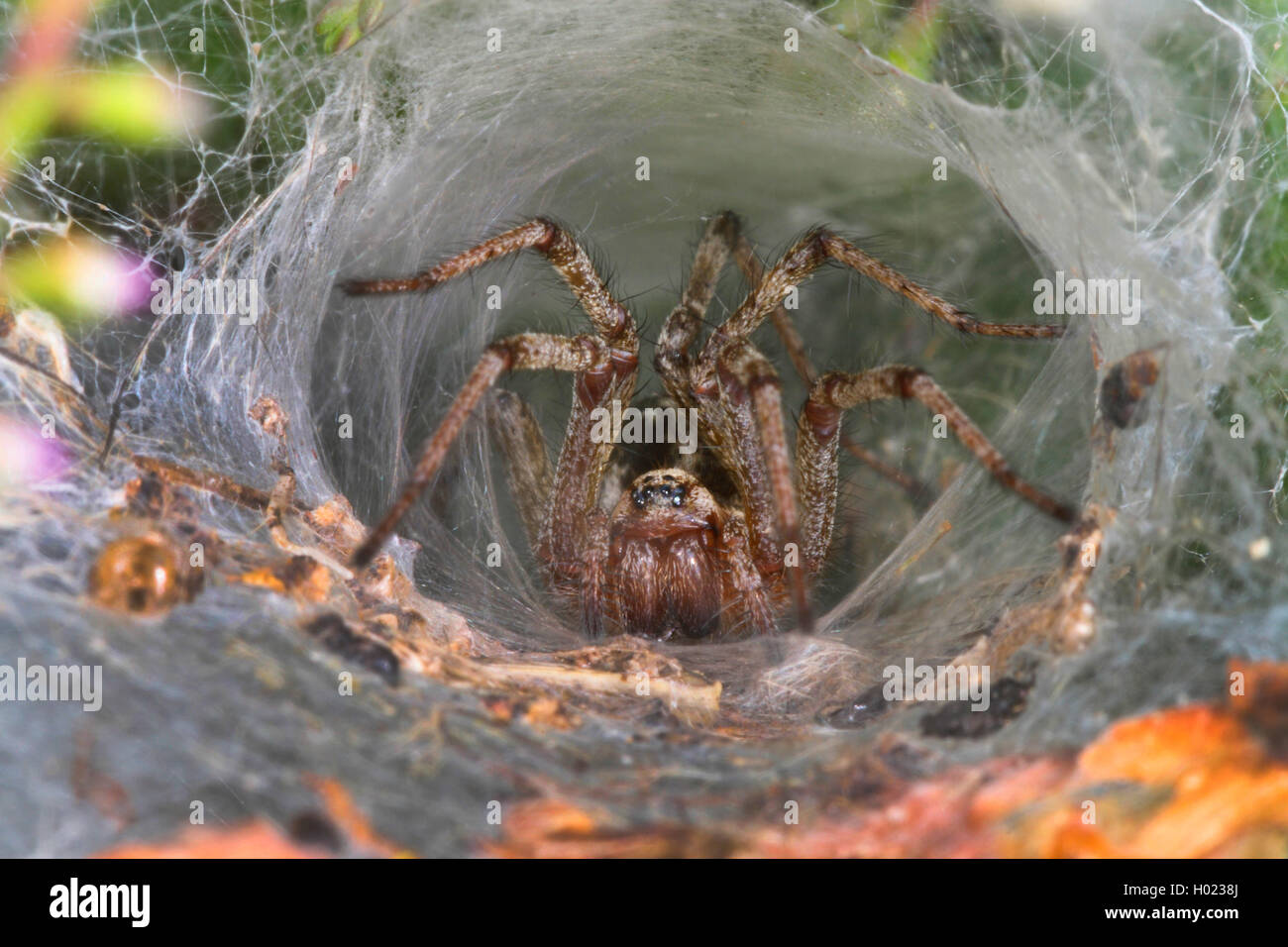 Labyrinthspinne, Labyrinth-Spinne (Agelena labyrinthica), lauert in ihrem  Trichternetz auf Beute, Deutschland | grass funnel-wea Stock Photo - Alamy