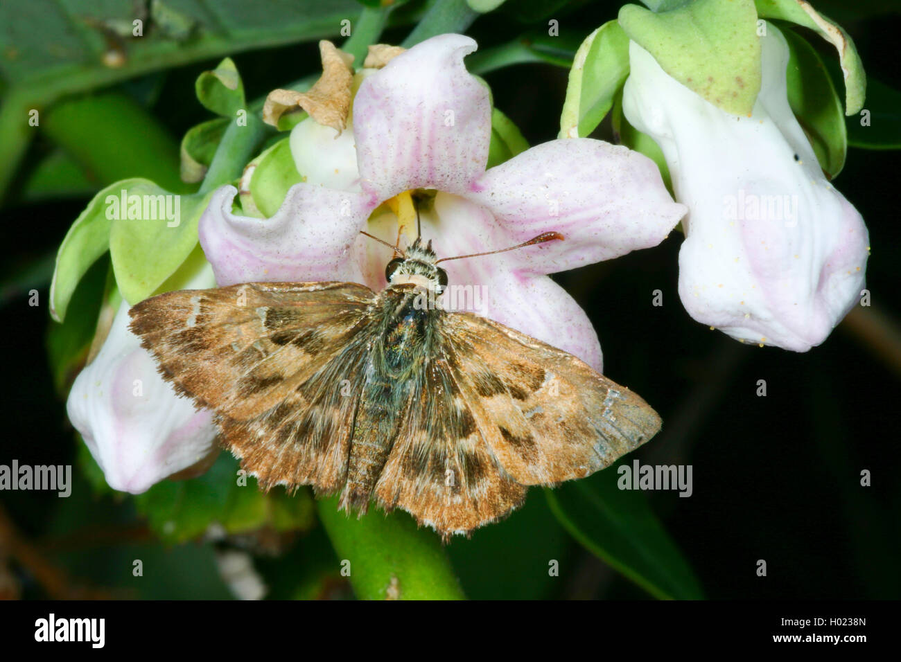 mallow skipper (Carcharodus alceae), sucks nectar from a flower, Germany Stock Photo