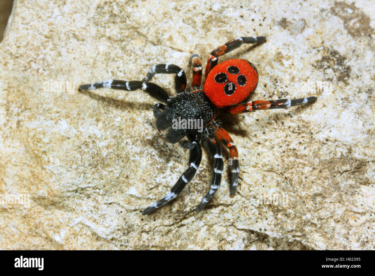 Ladybird spider (Eresus niger, Eresus cinnaberinus, Eresus kollari), male, Germany Stock Photo
