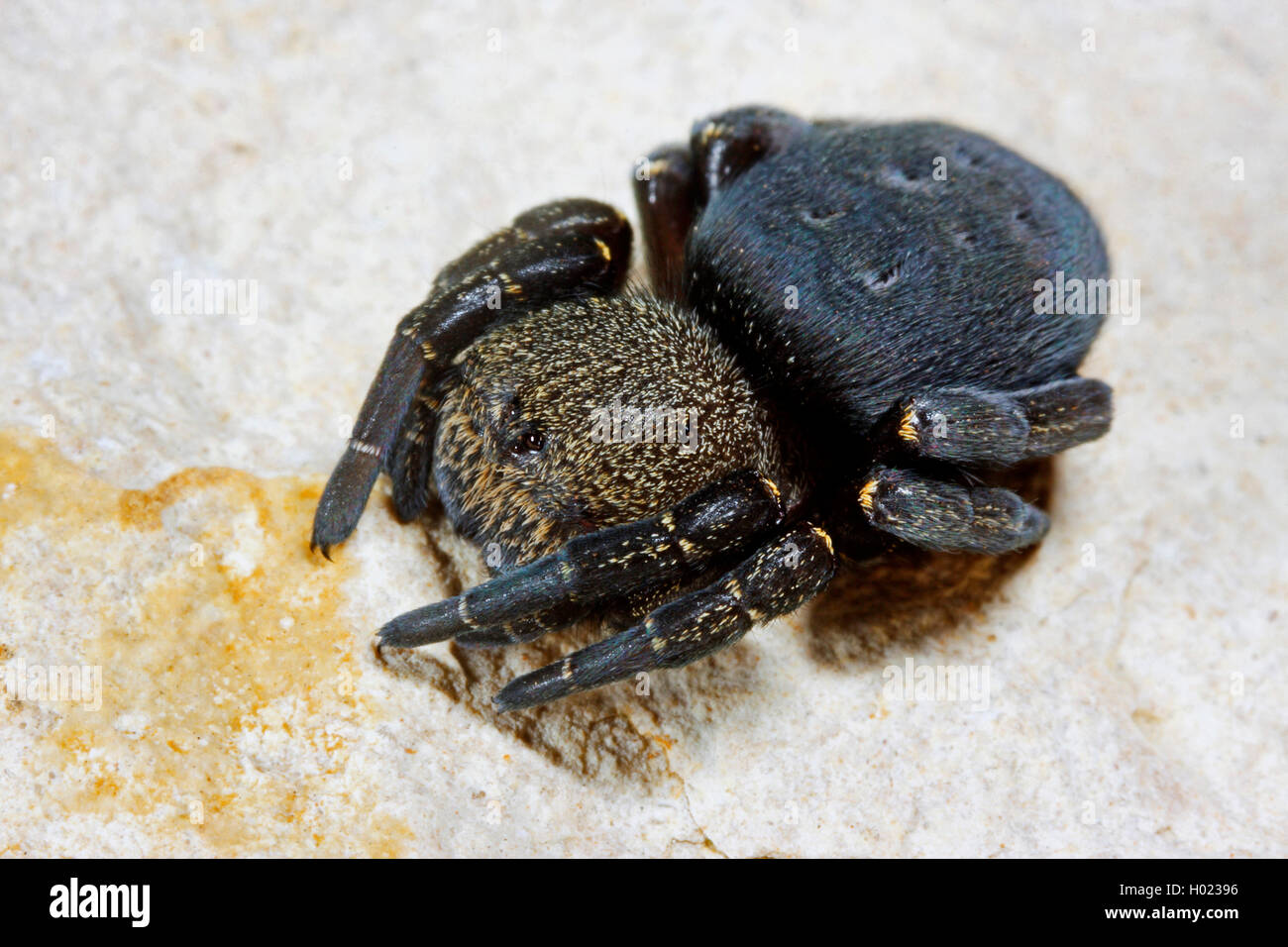 Ladybird spider (Eresus niger, Eresus cinnaberinus, Eresus kollari), female, Germany Stock Photo