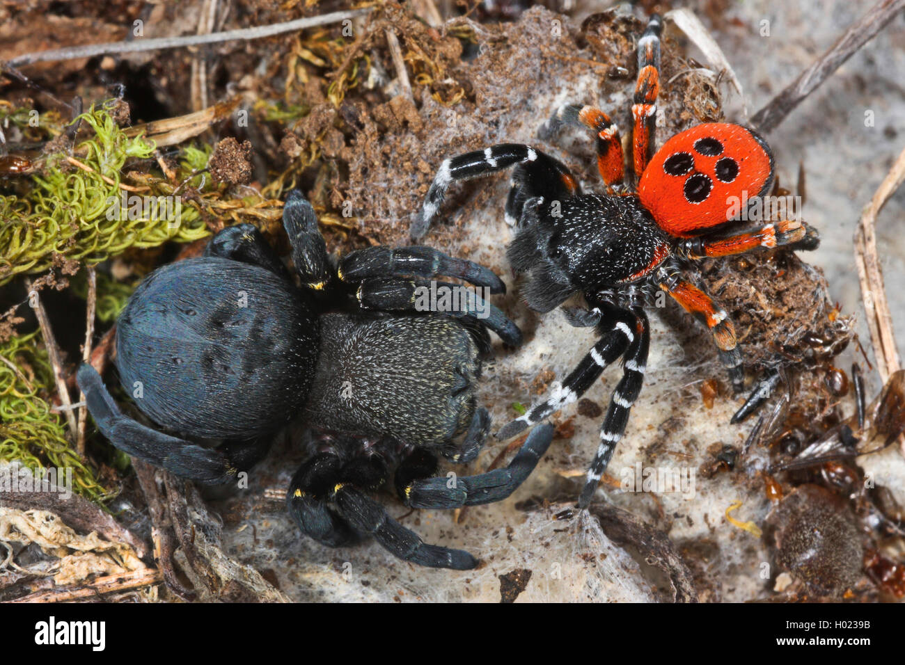 Ladybird spider (Eresus niger, Eresus cinnaberinus, Eresus kollari), female (left) and male (right), Germany Stock Photo