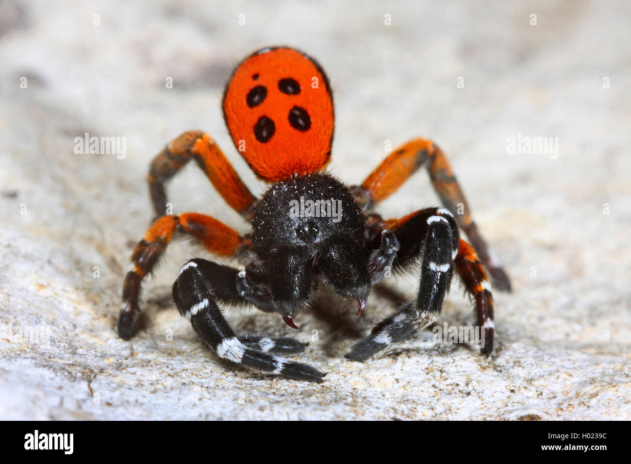 Ladybird spider (Eresus niger, Eresus cinnaberinus, Eresus kollari), male, Germany Stock Photo