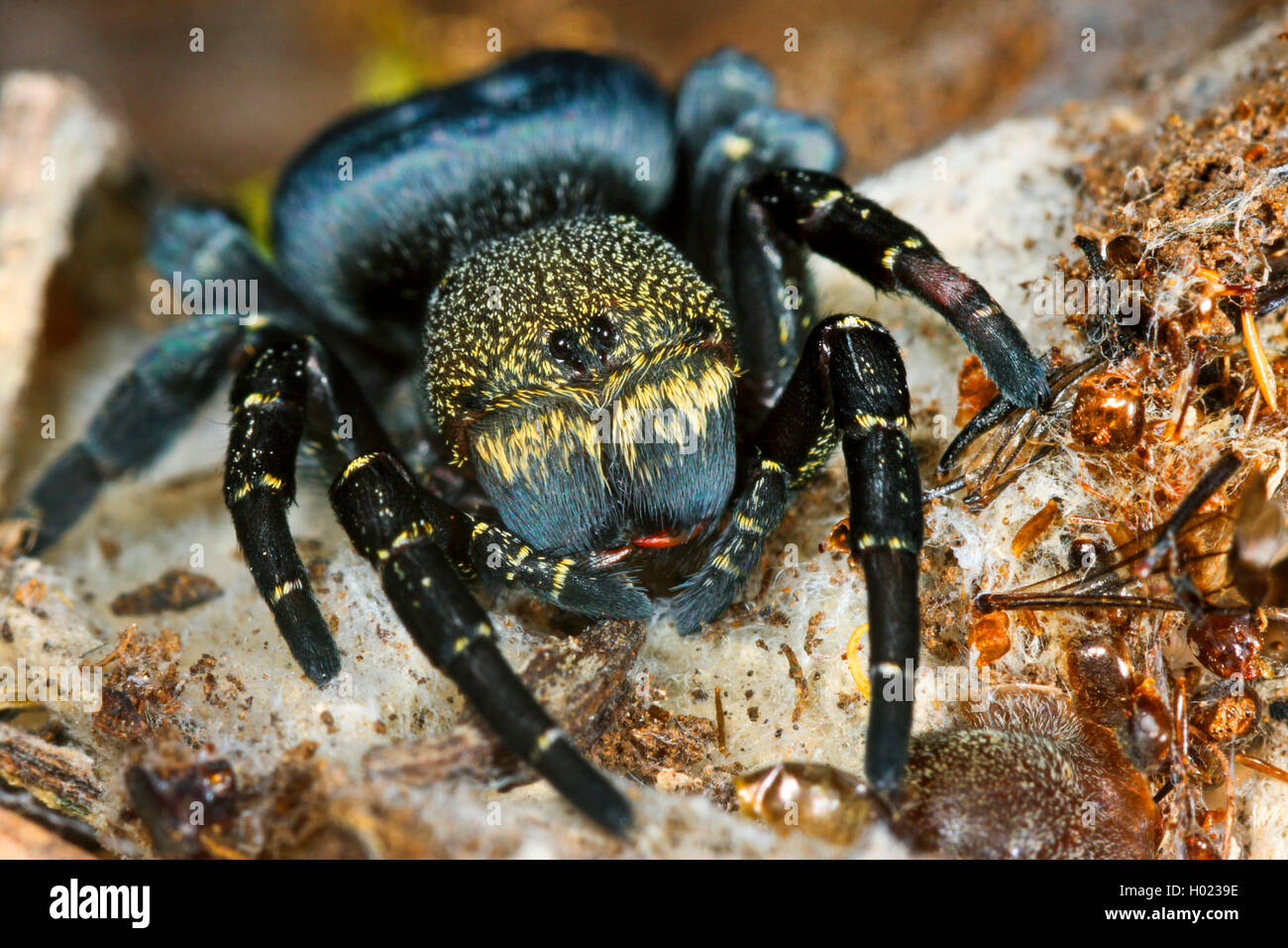 Ladybird spider (Eresus niger, Eresus cinnaberinus, Eresus kollari), female, Germany Stock Photo