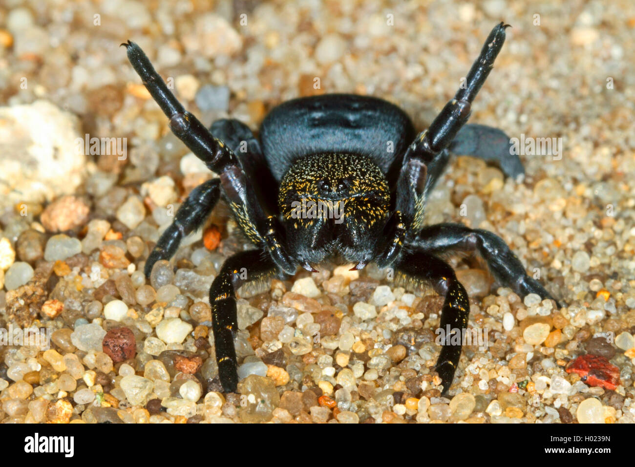 Ladybird spider (Eresus niger, Eresus cinnaberinus, Eresus kollari), female with threatening posture, Germany Stock Photo