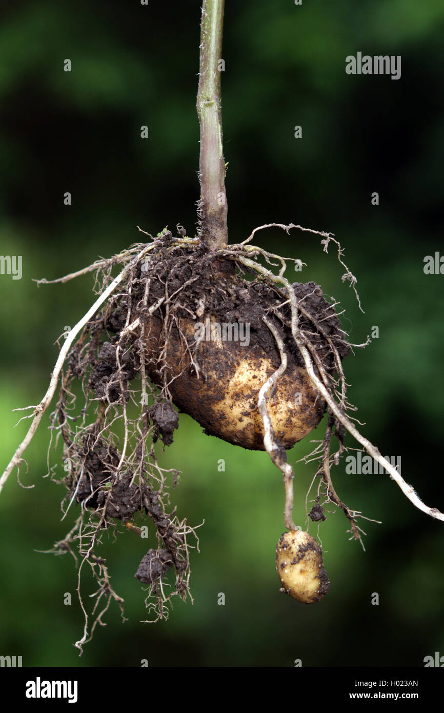 potato (Solanum tuberosum), fresh potato in a garden, Germany Stock Photo