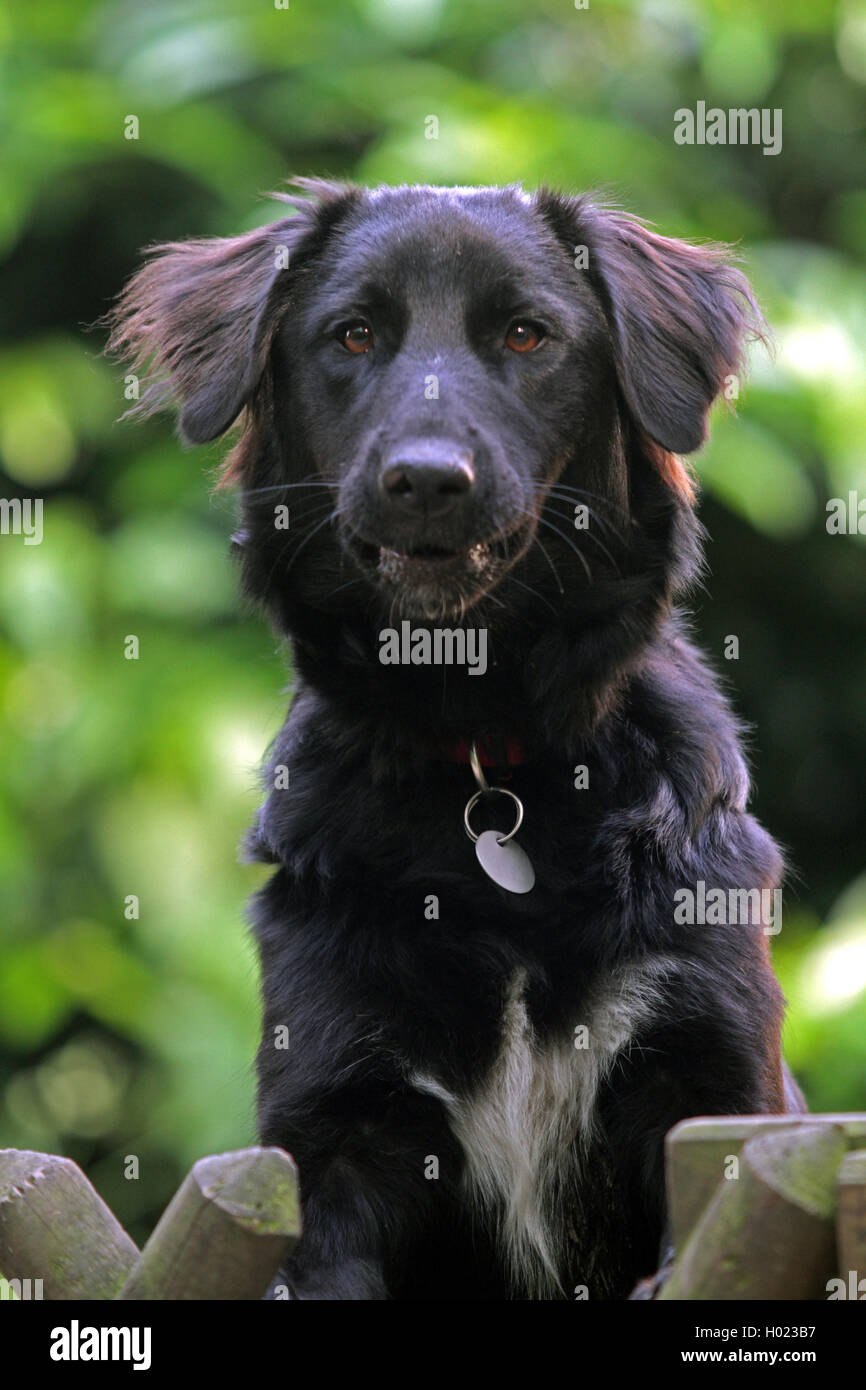 mixed breed dog (Canis lupus f. familiaris), male dog guarding a garden property, Germany Stock Photo