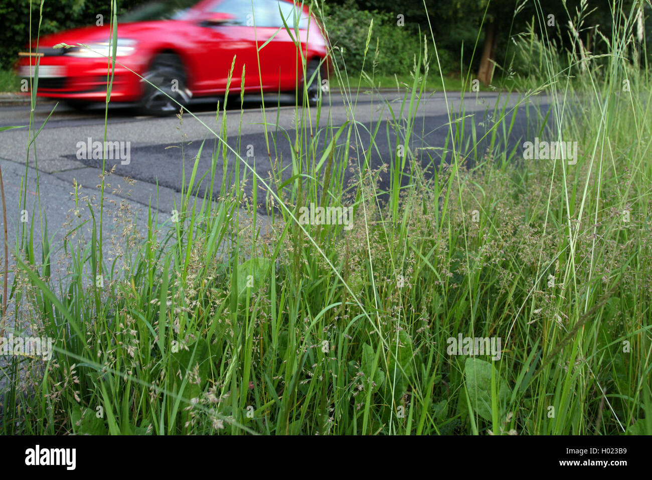 high grass at the roadside, Germany Stock Photo