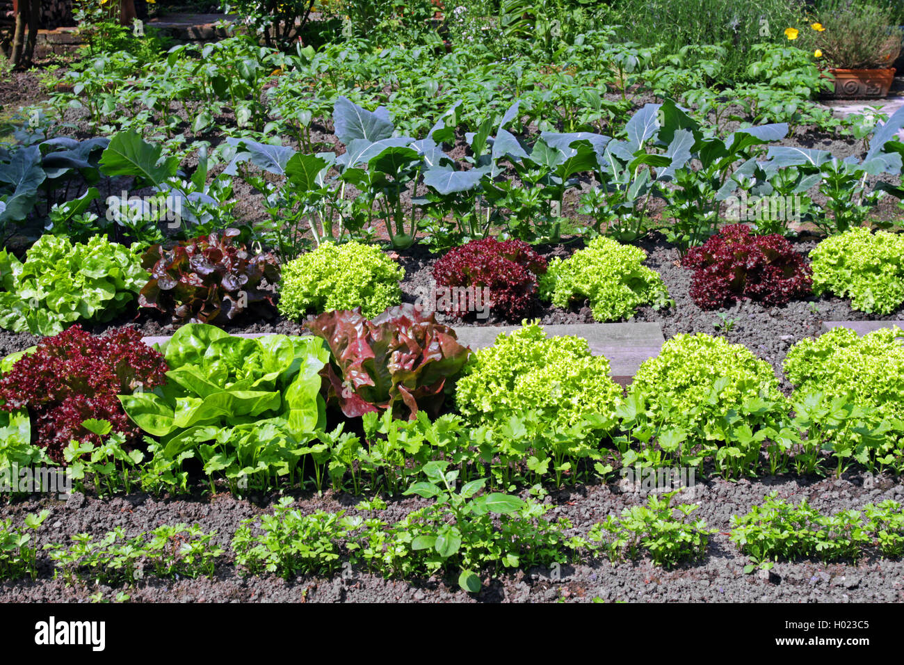 garden lettuce (Lactuca sativa), vegetable patch with garden lettuce, kohl rabi and beens, Germany Stock Photo