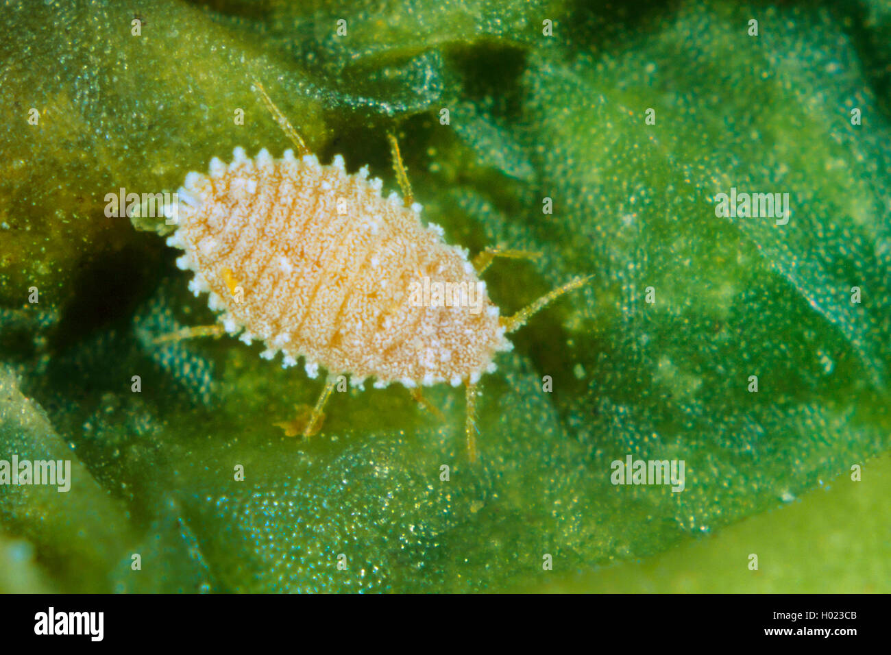 Citrus mealybug, Common mealybug, Citrus scale (Pseudococcus citri