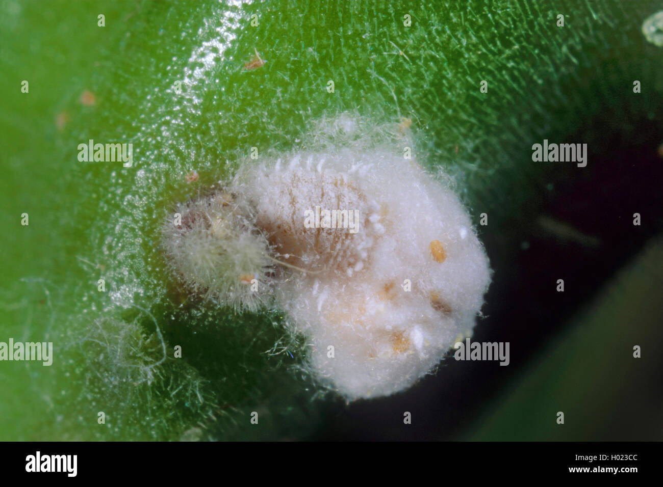 Citrus mealybug, Common mealybug, Citrus scale (Pseudococcus citri, Planococcus citri, Dactylopius citri), female Stock Photo