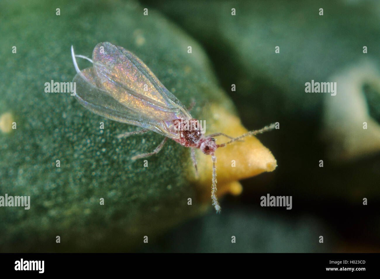 Citrus mealybug, Common mealybug, Citrus scale (Pseudococcus citri, Planococcus citri, Dactylopius citri), male Stock Photo