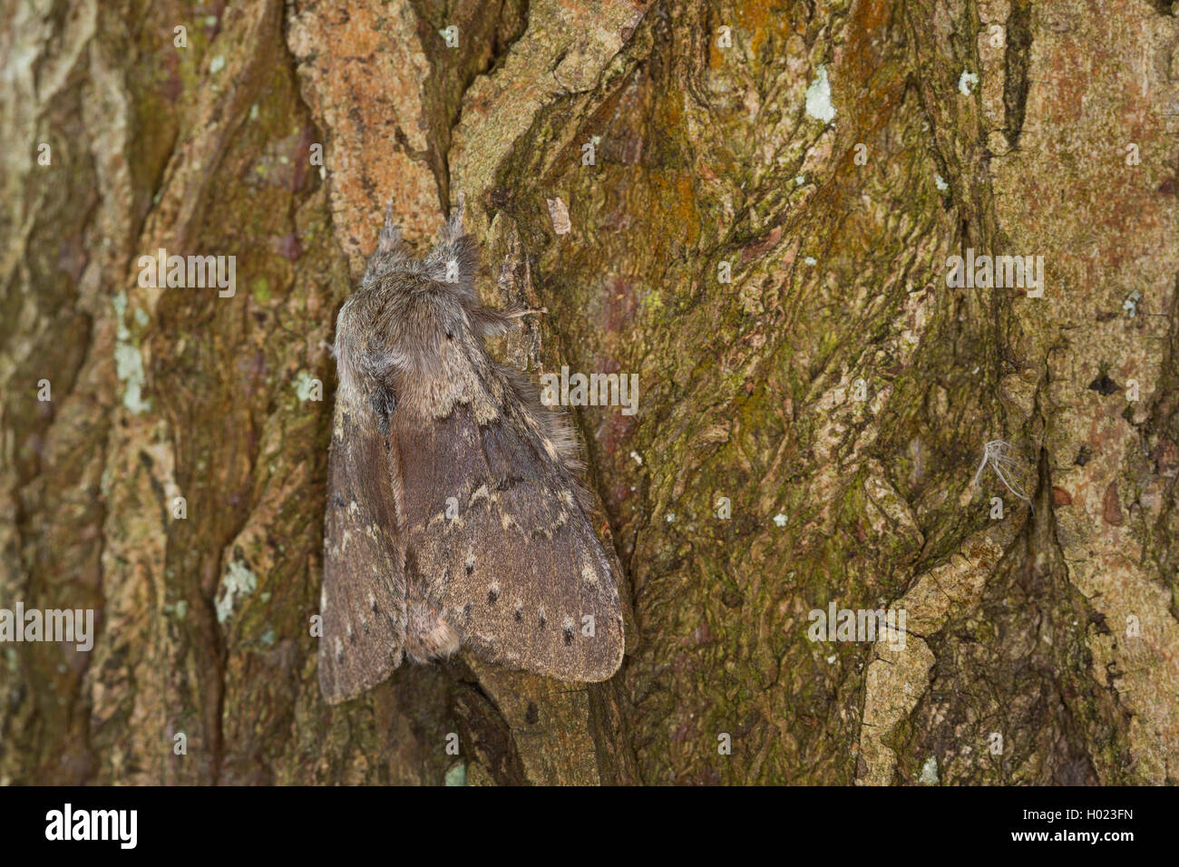 Lobster moth (Stauropus fagi), adult on bark, Germany Stock Photo