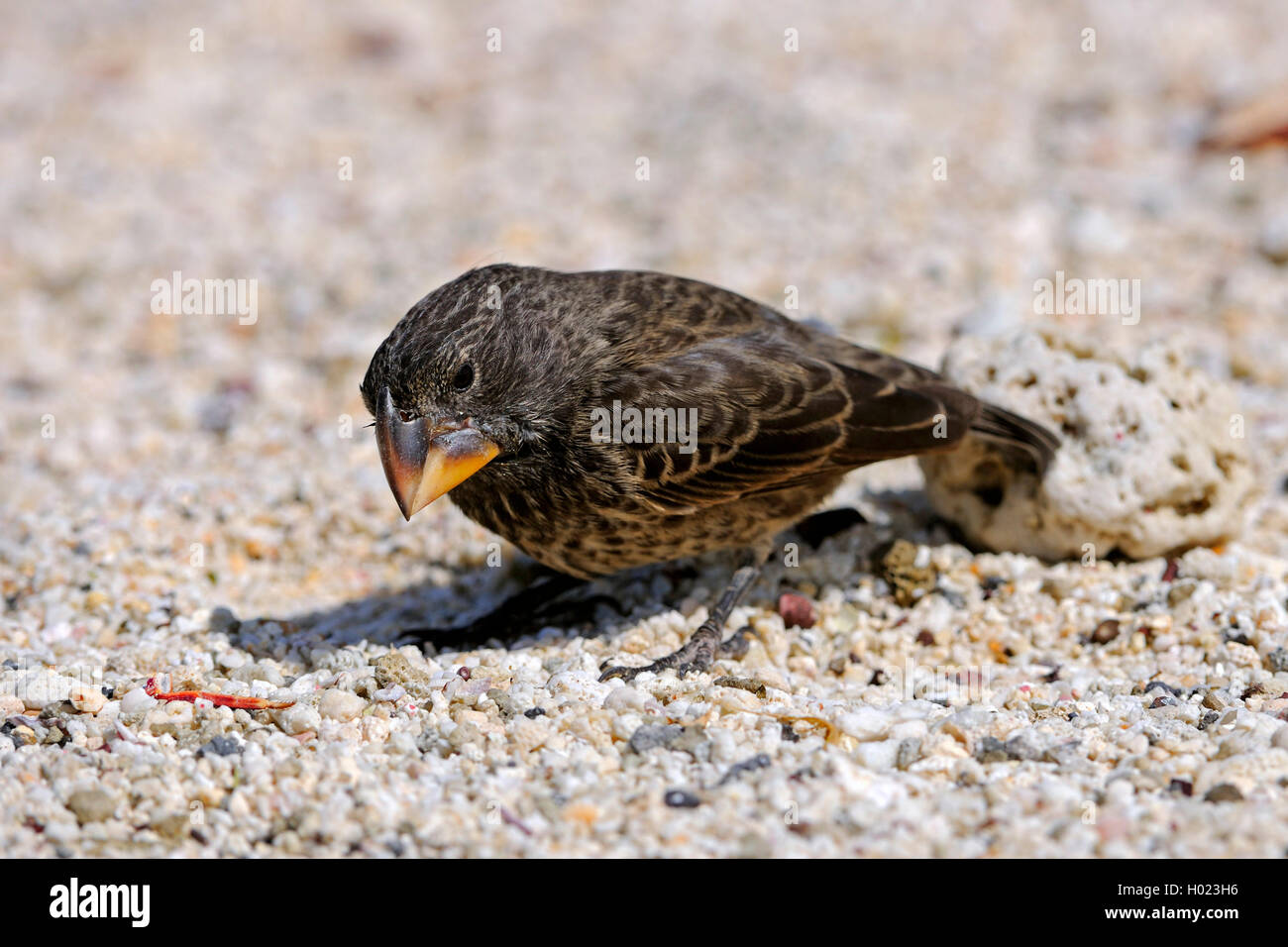 Mittelgrundfink, Mittel-Grundfink (Geospiza fortis), sucht am Boden nach Nahrung, Ecuador, Galapagos-Inseln, Genovesa | medium g Stock Photo