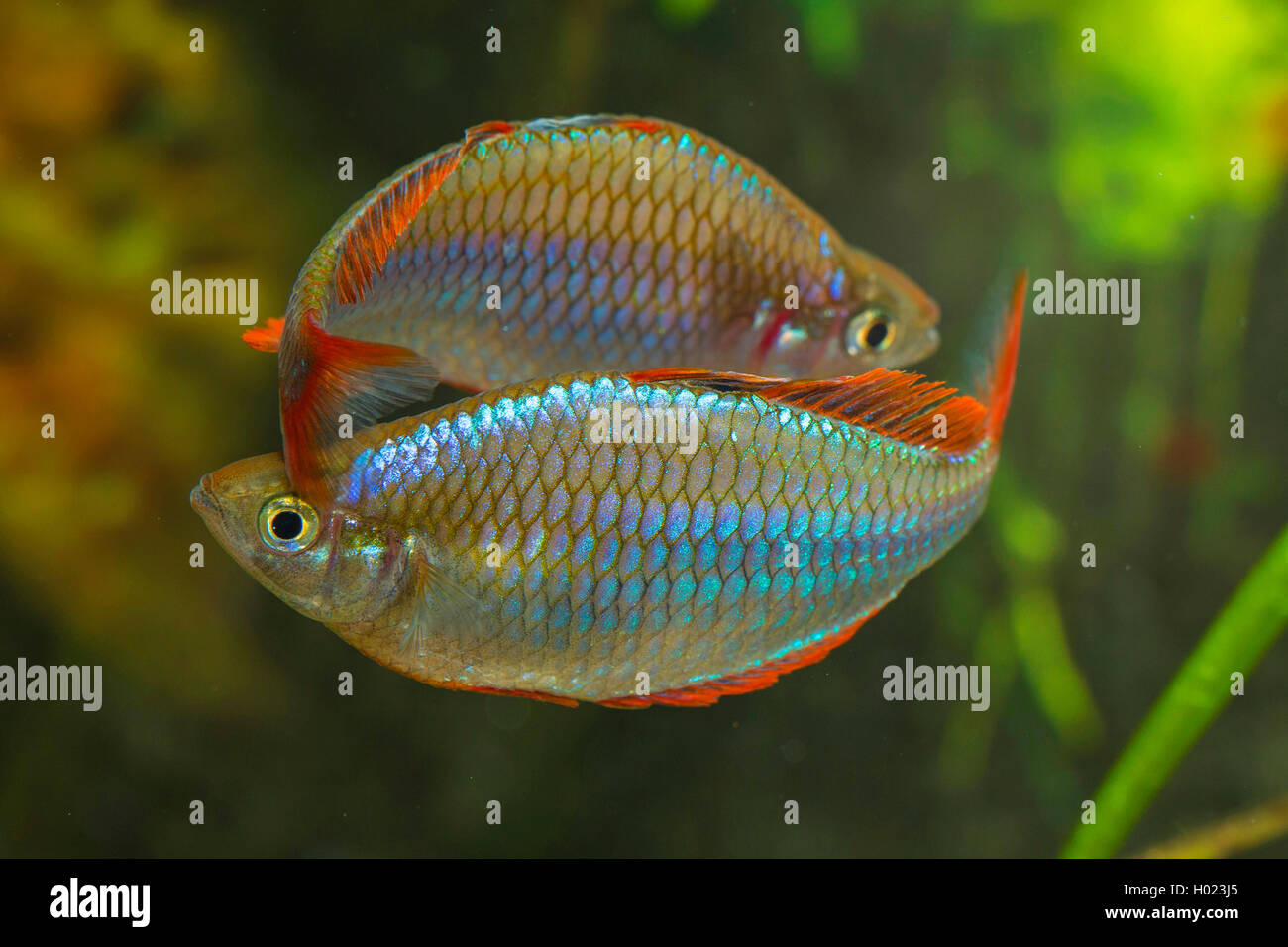Dwarf rainbowfish, Neon rainbow (Melanotaenia praecox), rivaling males Stock Photo