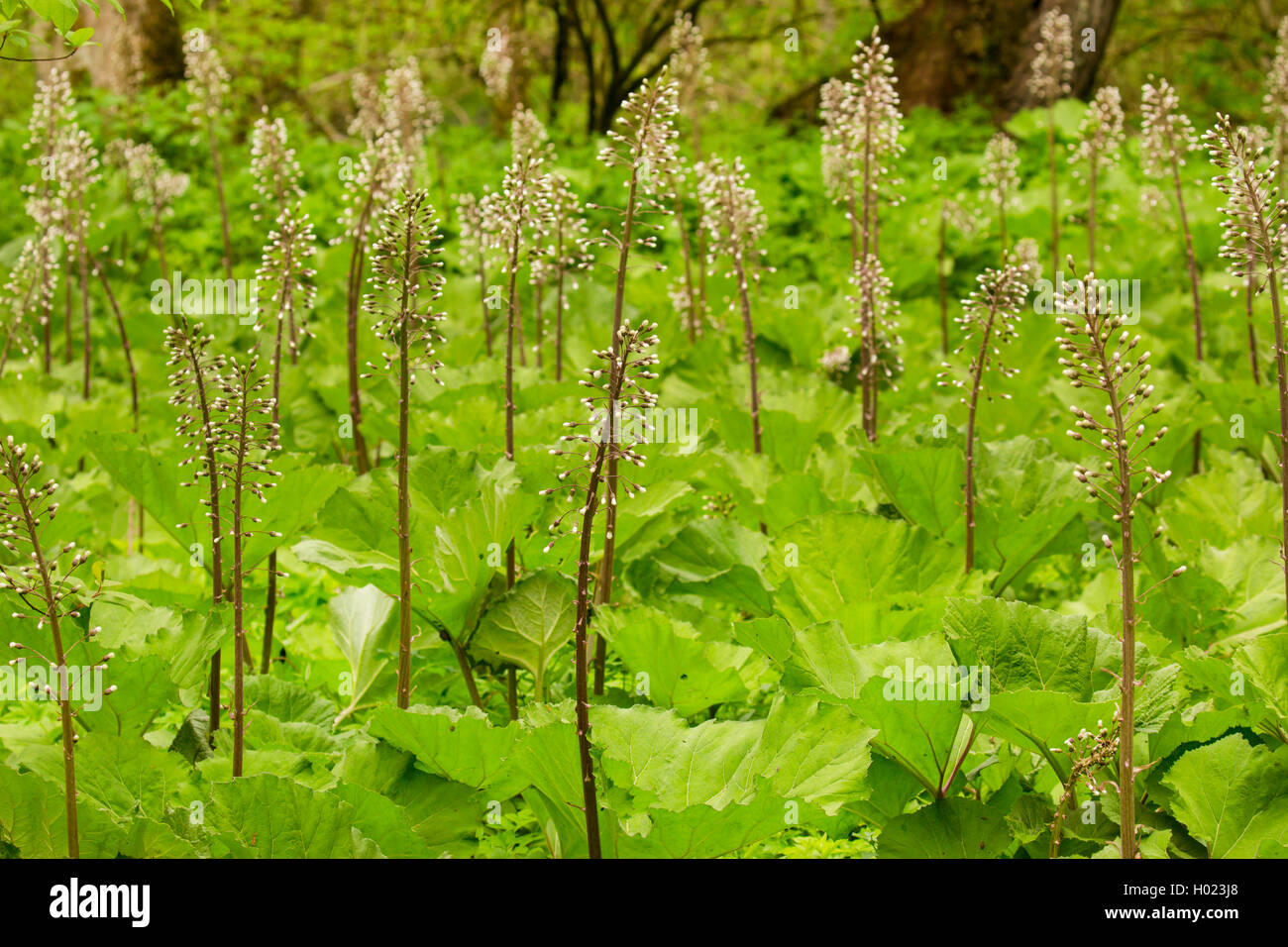 butterburr (Petasites hybridus), withered with high infructescences, Germany, Bavaria, Innaue Stock Photo