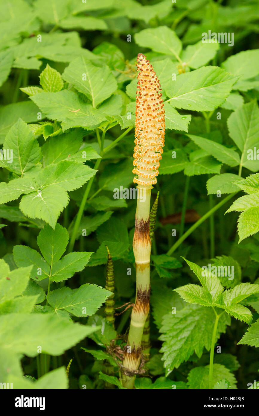 great horsetail (Equisetum telmateia, Equisetum telmateja, Equisetum maximum), cone, Germany, Bavaria, Innaue Stock Photo