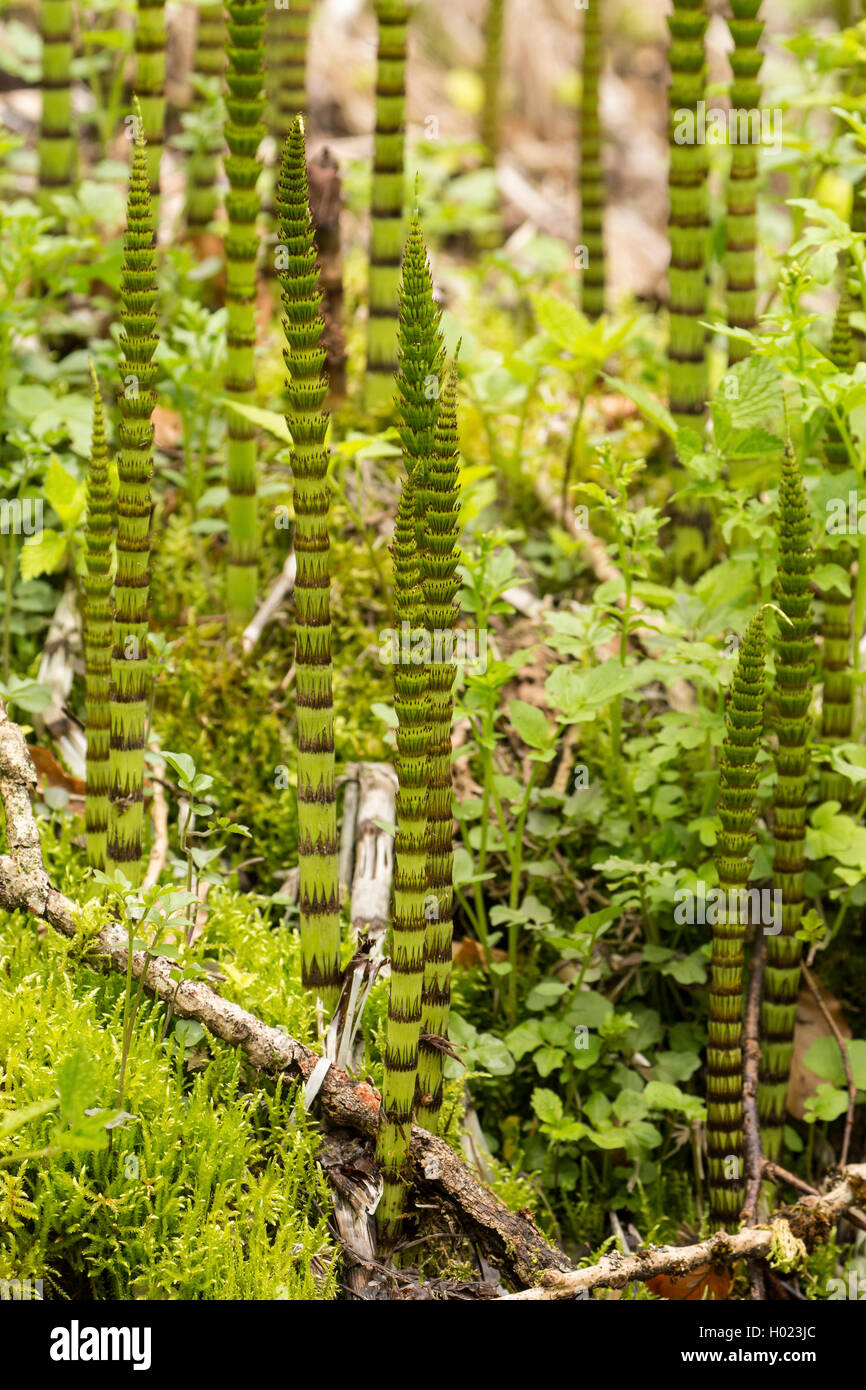 great horsetail (Equisetum telmateia, Equisetum telmateja, Equisetum maximum), young sprouts, Germany, Bavaria, Innaue Stock Photo
