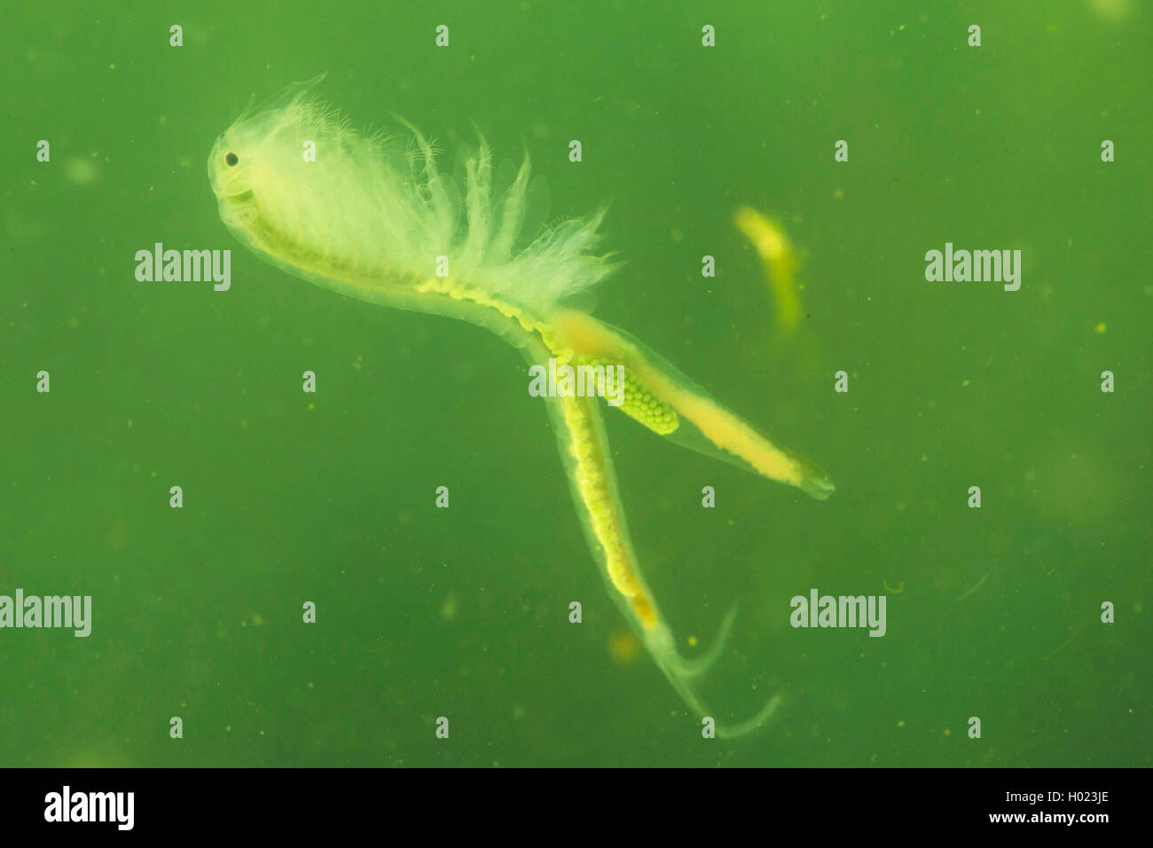 fairy shrimp (Branchinecta ferox ), female swims Stock Photo