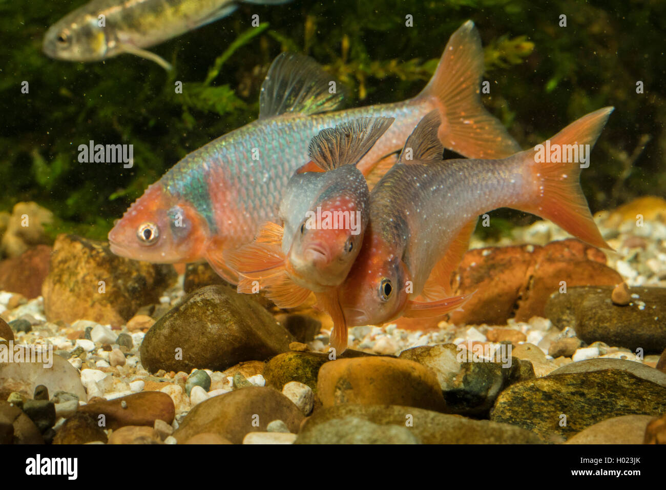 red shiner (Notropis lutrensis, Cyprinella lutrensis), rivaling males Stock Photo