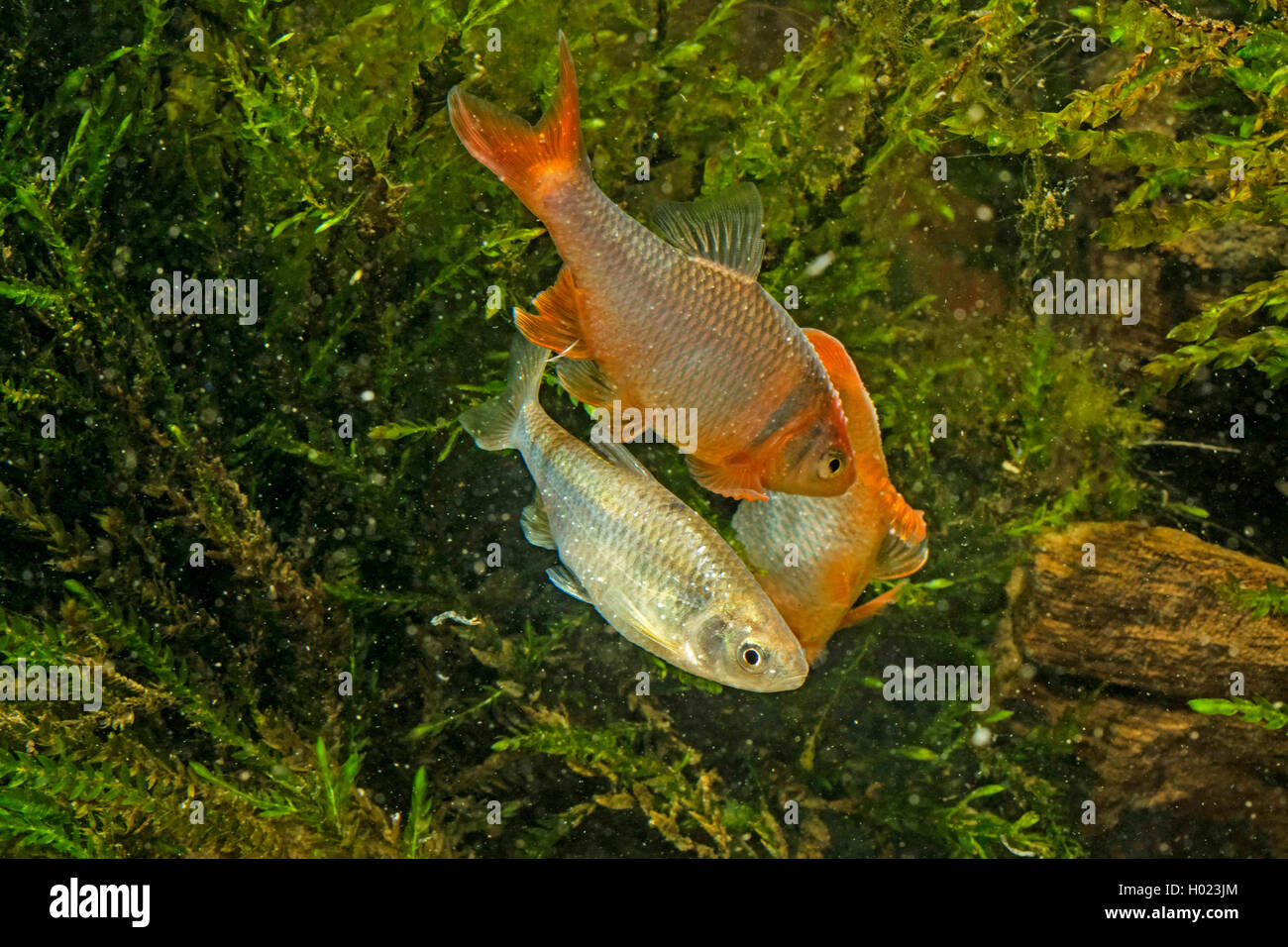 red shiner (Notropis lutrensis, Cyprinella lutrensis), female and rivaling males Stock Photo