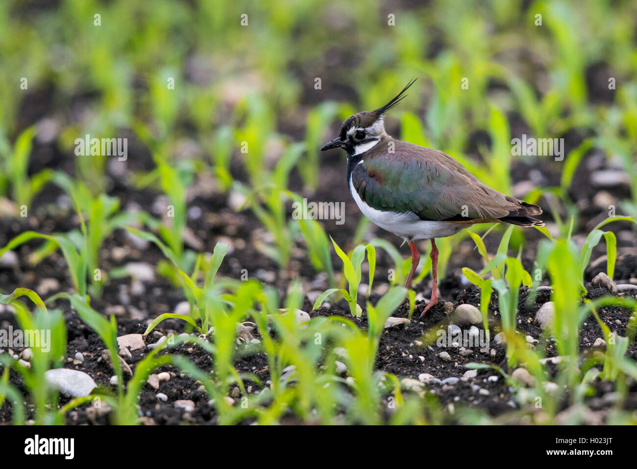 northern lapwing (Vanellus vanellus), in a maize field , Germany, Bavaria, Erdinger Moos Stock Photo