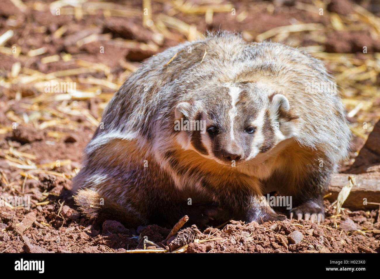 North American badger (Taxidea taxus), looks into the camera, USA Stock Photo