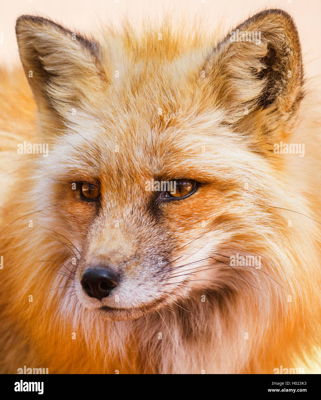 red fox (Vulpes vulpes), portrait with winter plumage, Germany Stock Photo