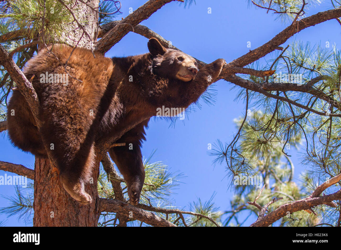 Schwarzbaer, Schwarz-Baer (Ursus americanus), in Astgabel auf hoher Kiefer schlafend, USA, Arizona, Bearizona Wildlife Park | Am Stock Photo