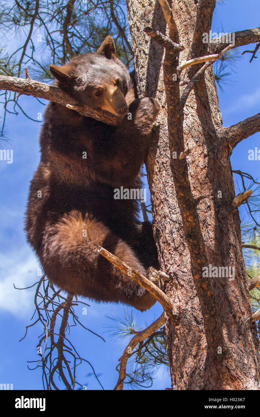 American black bear (Ursus americanus), climbs down a high pine, USA