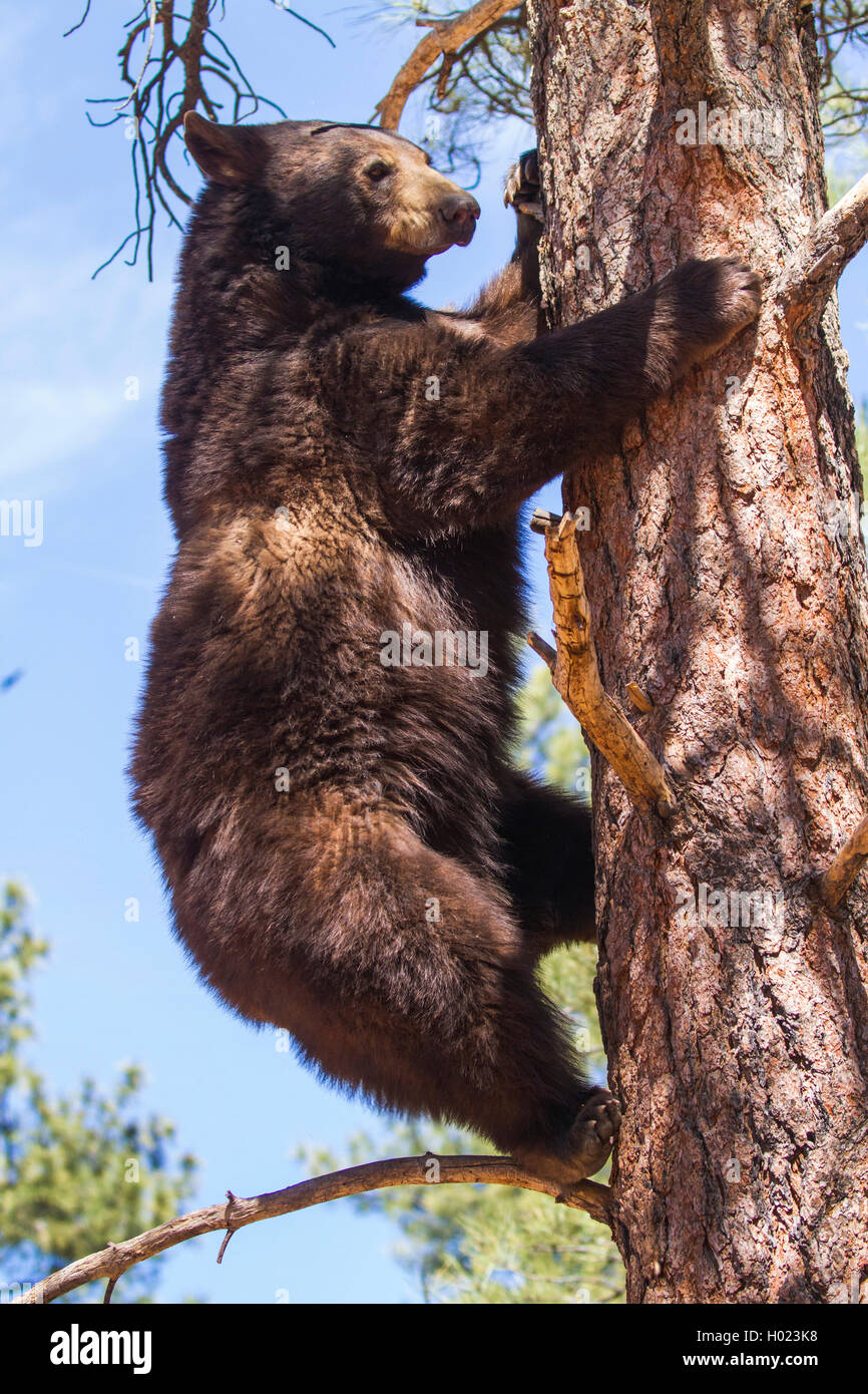 American black bear (Ursus americanus), climbs down a high pine, USA