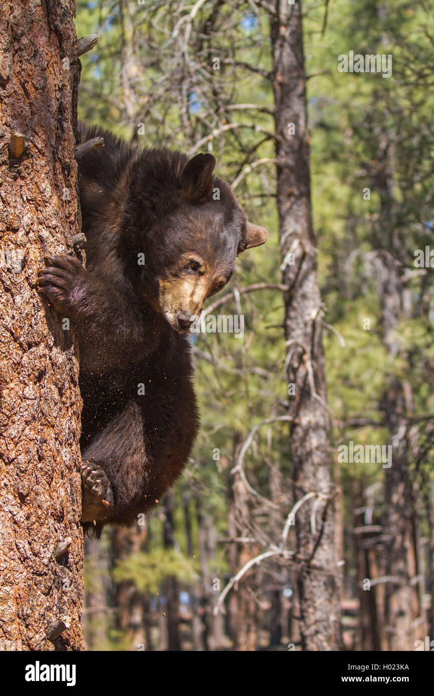 American black bear (Ursus americanus), climbs down a high pine, USA
